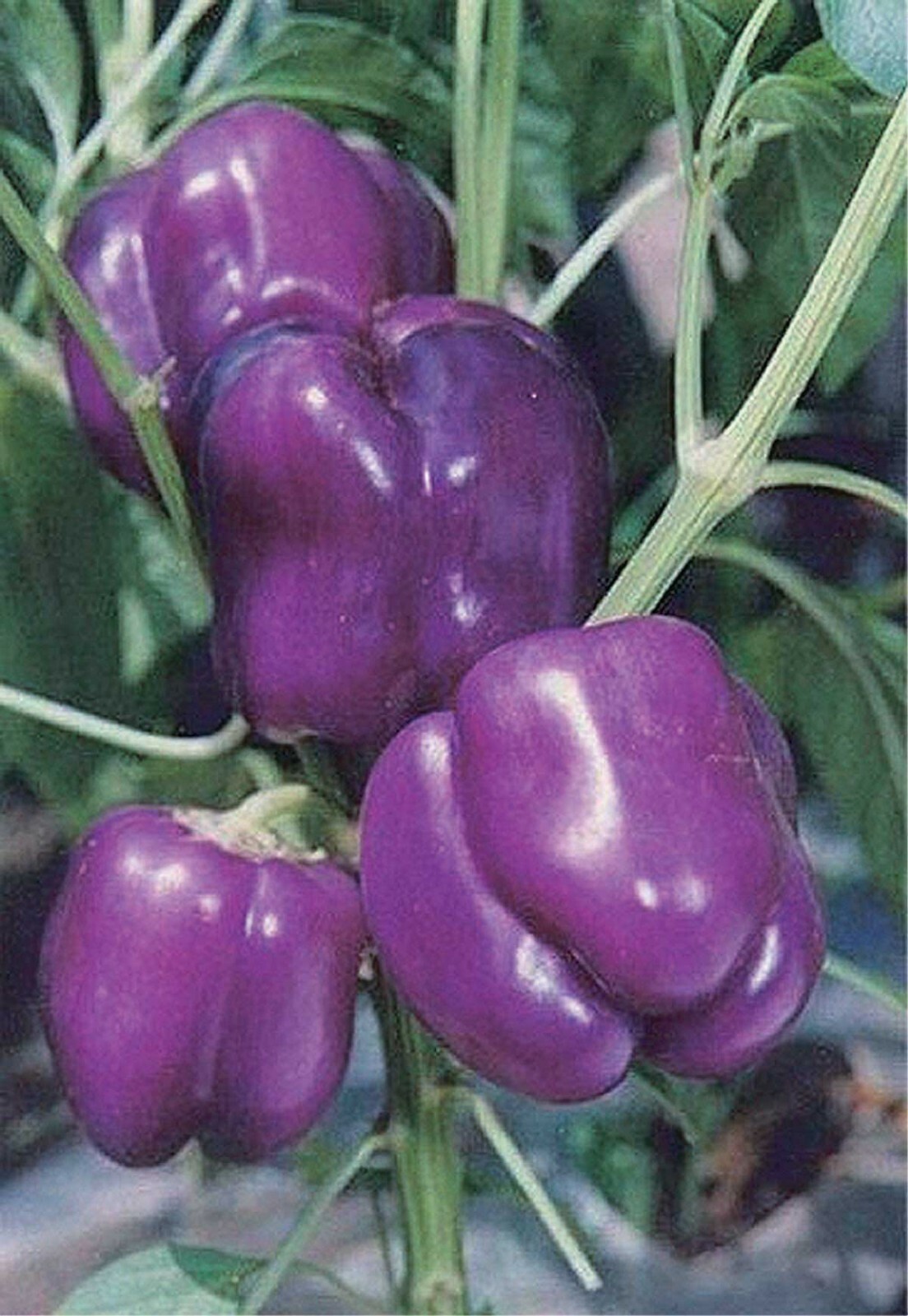 30 PURPLE BEAUTY BELL PEPPER SEEDS HEIRLOOM US FRESH GARDEN