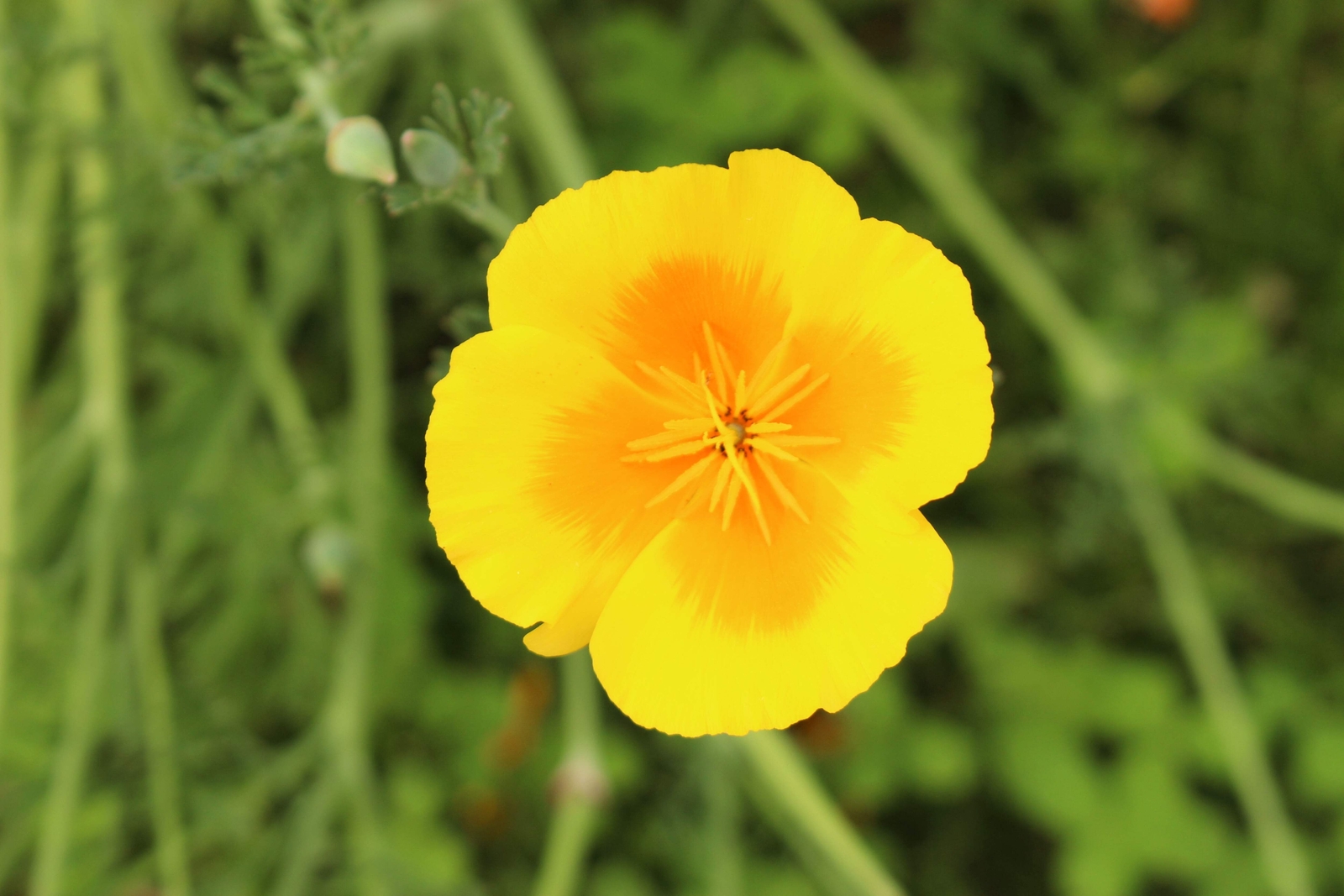 1000 DWARF Yellow CALIFORNIA Tufted POPPY Eschscholzia Caespitosa Flower Seeds