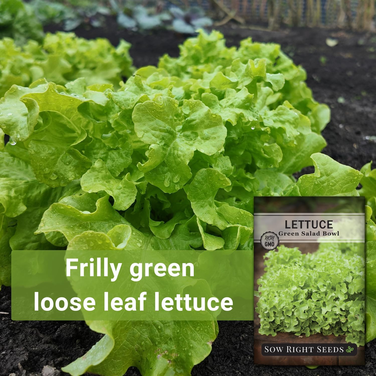 – Green Salad Bowl Lettuce Seeds for Planting – Ideal Spring or Fall Lettuce – G