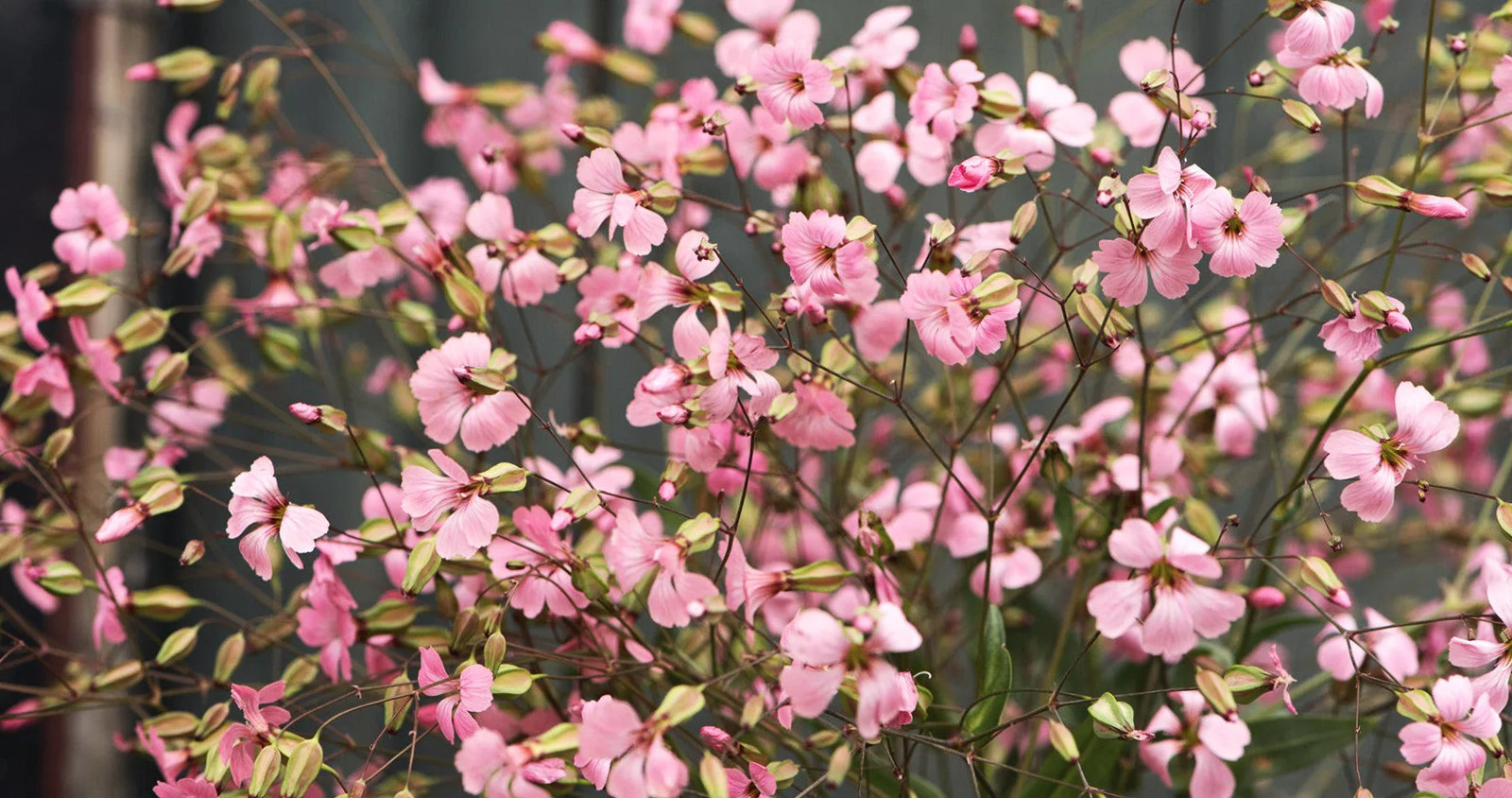 Pink Beauty Soapwort Seeds – For 2025 Planting Saponaria Soap Plant Rose Ground