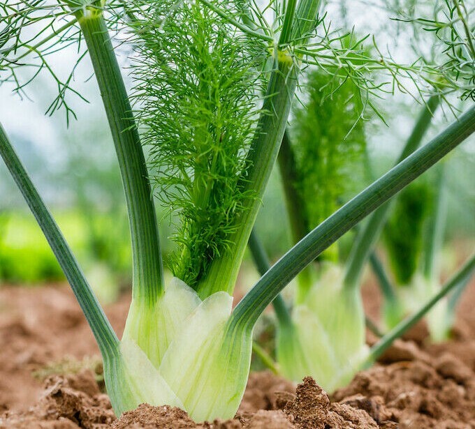 FLORENCE FENNEL SEEDS 200+ HERB garden Culinary BUTTERFLIES bees FREE SHIPPING