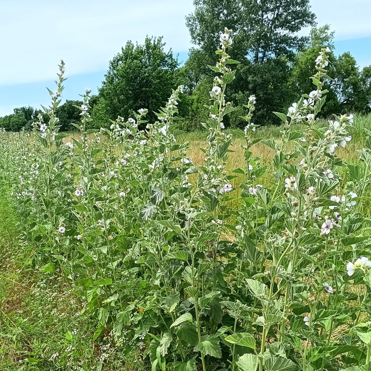 Marshmallow (Althaea officinalis) ~ 100 to 10,000 seeds