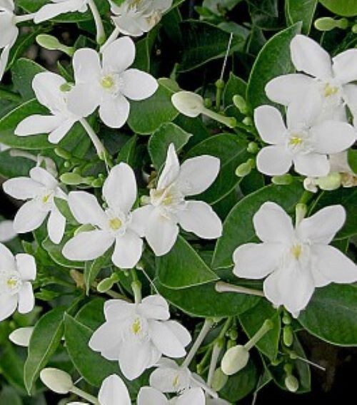 Asian Snow Jasmine~Wrightia antidysenter~Small Rooted STARTER Plant~Fragrant
