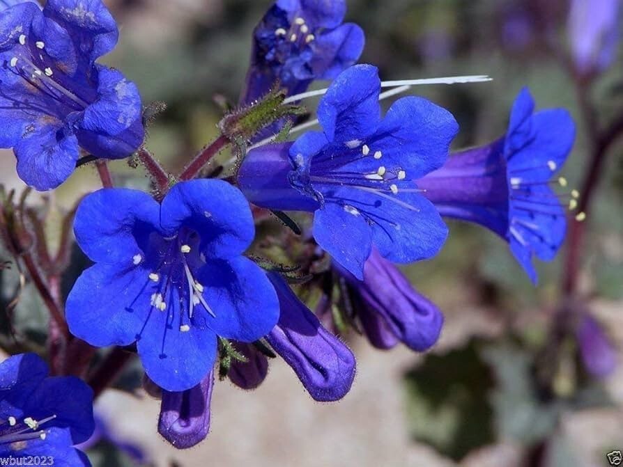 200 California Bluebell Campanula Seeds. Organic. USA Seeds. Ships free