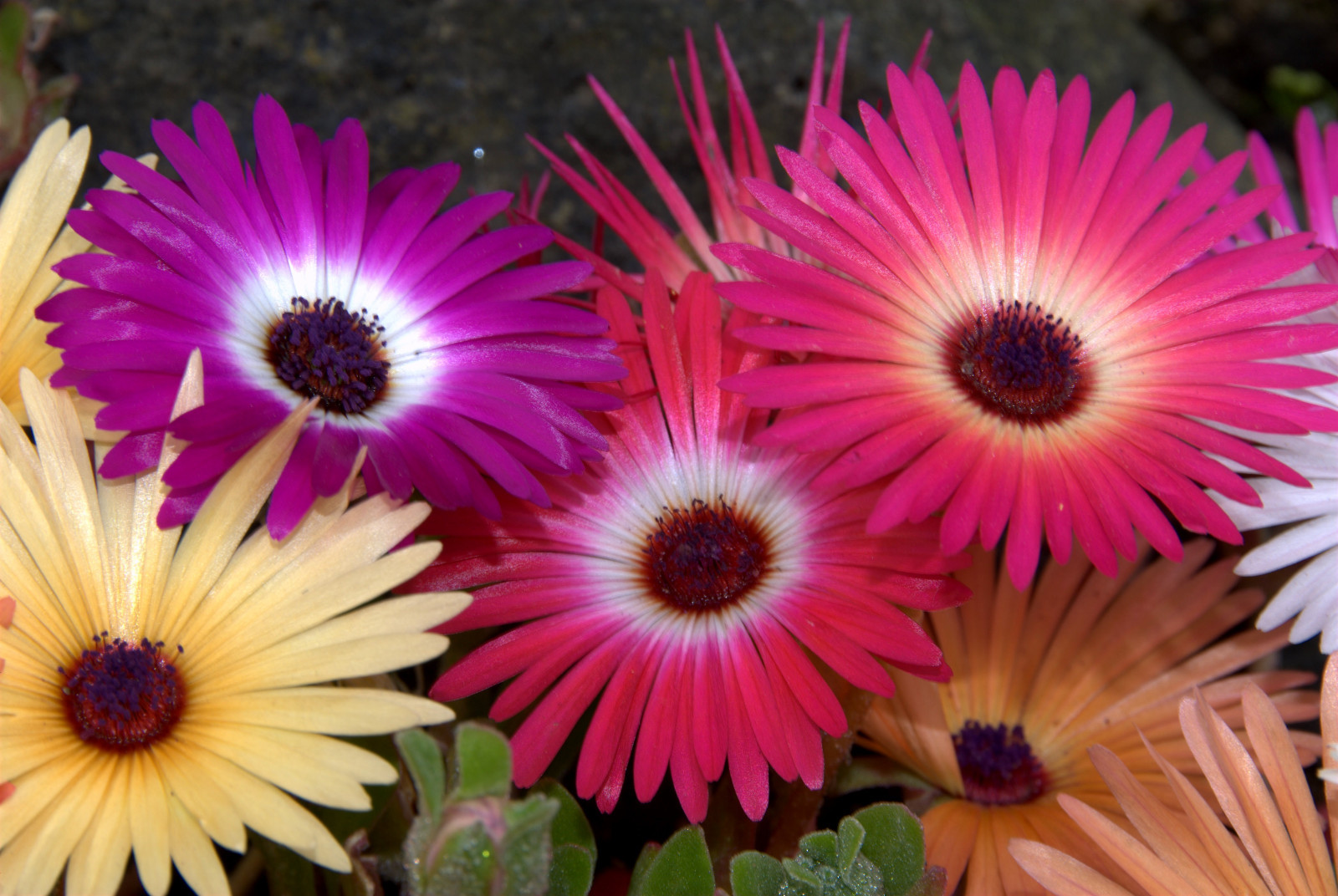 iceplant ICE PLANT mesembryanthemum LIVINGSTONE DAISY 1430 seeds groco* USA