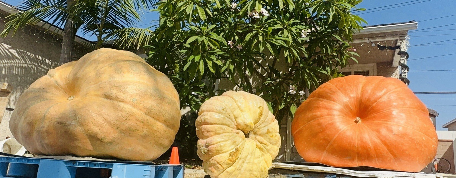 calabazas gigantes con más de 1000 libras paquete de 2 semilla por $28