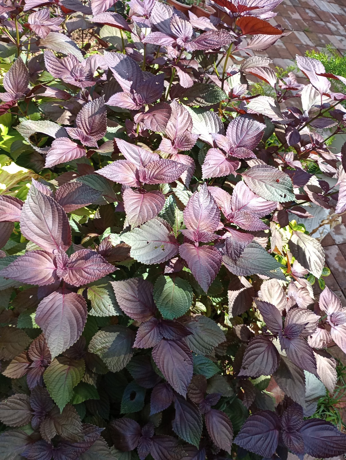 Over 1000 Purple Shiso Seeds, Perilla, Beefsteak Plant * organically Grown