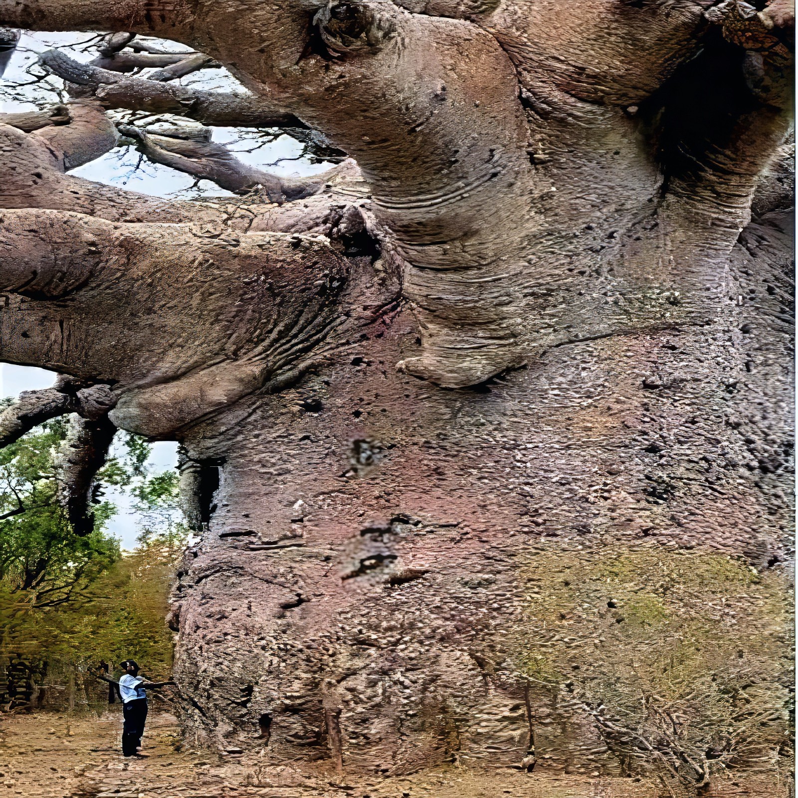 5 Baobab Seeds Adansonia digitata “Tree of Life” Rare Monkey Bread Bonsai Plant