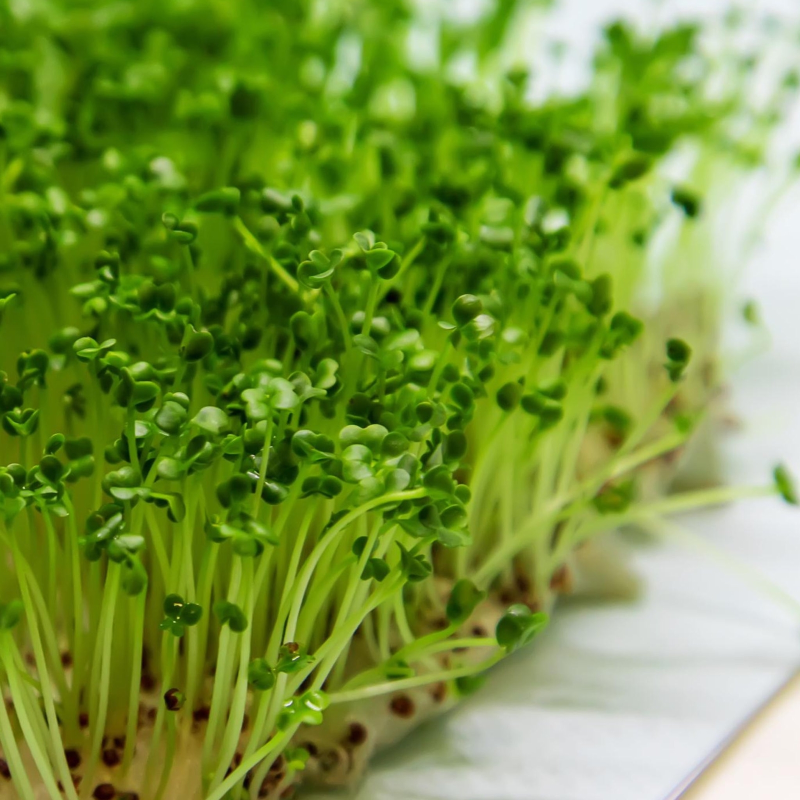 Broccoli Microgreen Seeds – Organic Seeds – Non Gmo – Heirloom Seeds