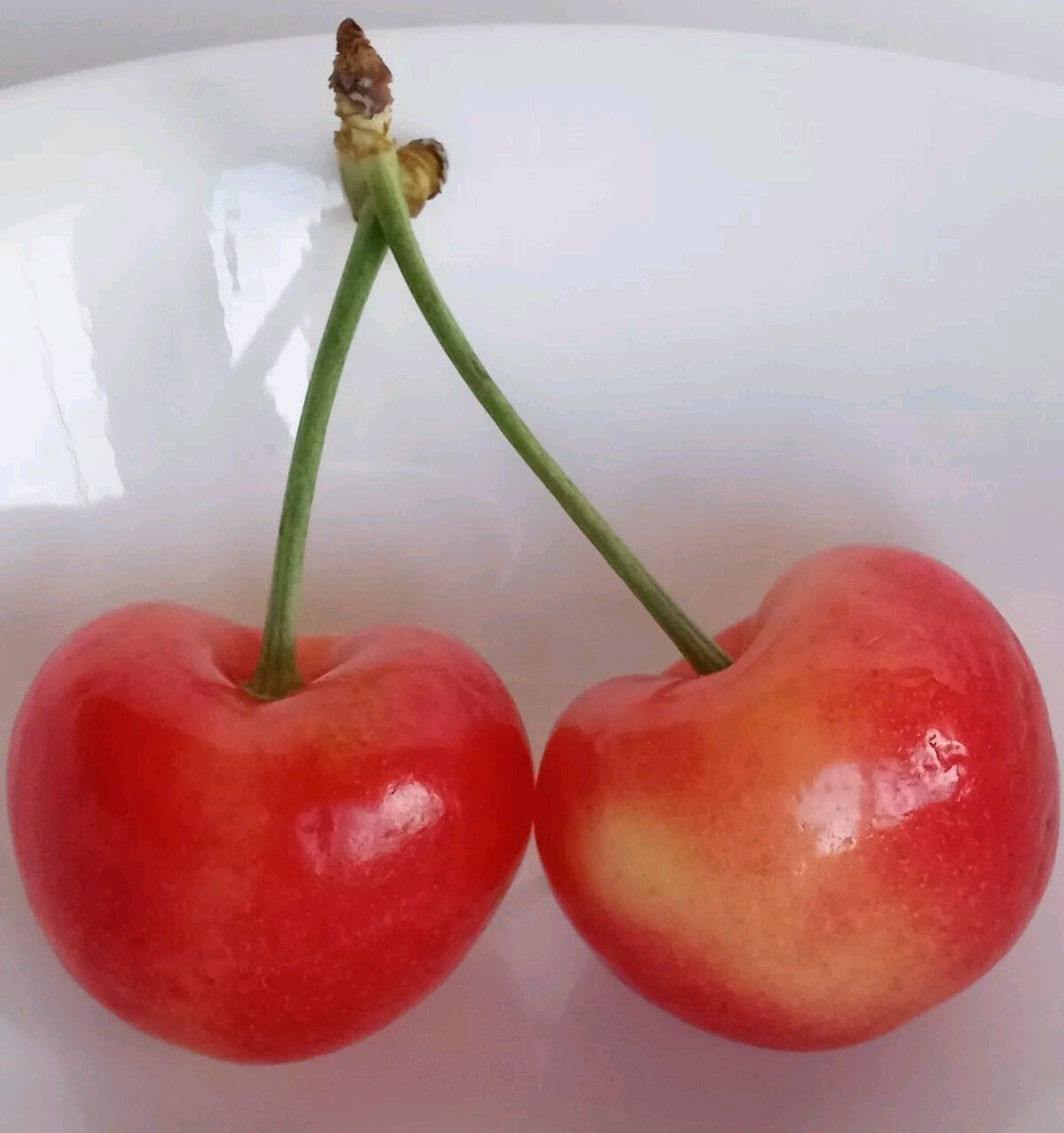Sweet Organic Rainier Cherry – 5 Seeds Ready to Germinate -Edible Fruit Tree USA