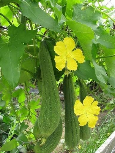 20pcs Luffa Gourd Seeds – Non-GMO, Loofah Sponge Gourd Seeds