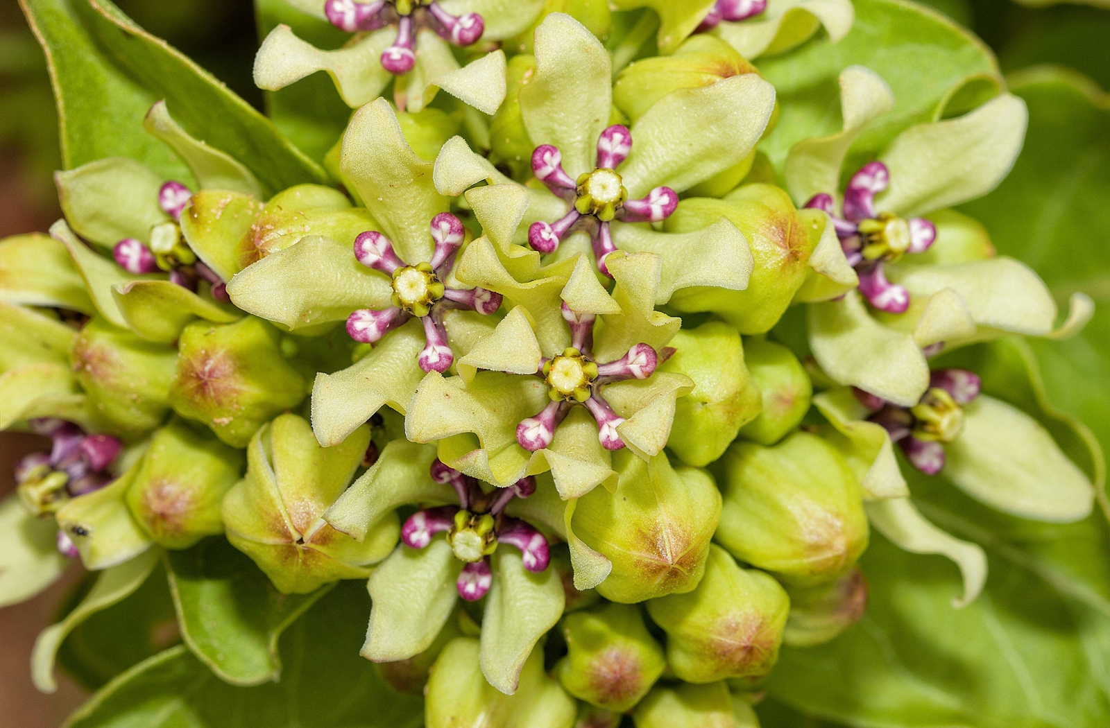 20 Green SPIDER MILKWEED Asclepias Viridis White Purple Monarch Flower Seeds
