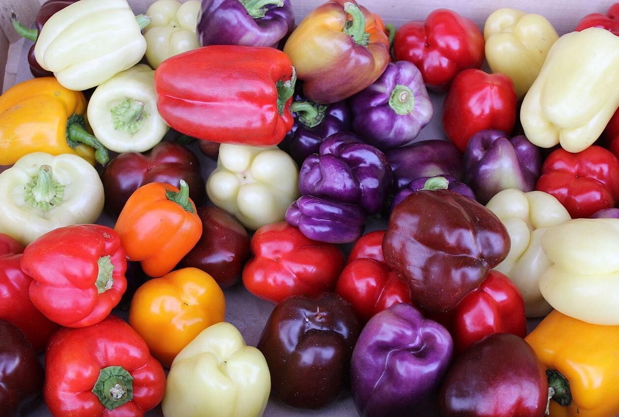 120+ RAINBOW BELL PEPPER SEED MIX – 7 COLORFUL BELL PEPPER VARIETIES —- FRESH