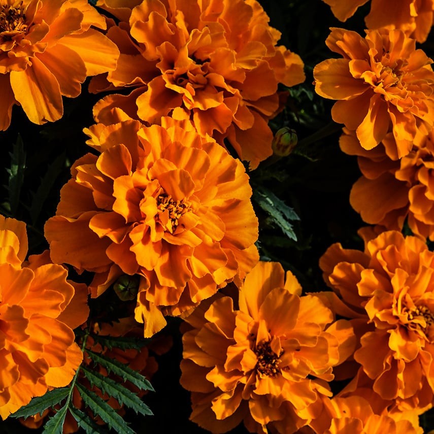 Safari DT Tangerine Marigold: 75 Seeds
