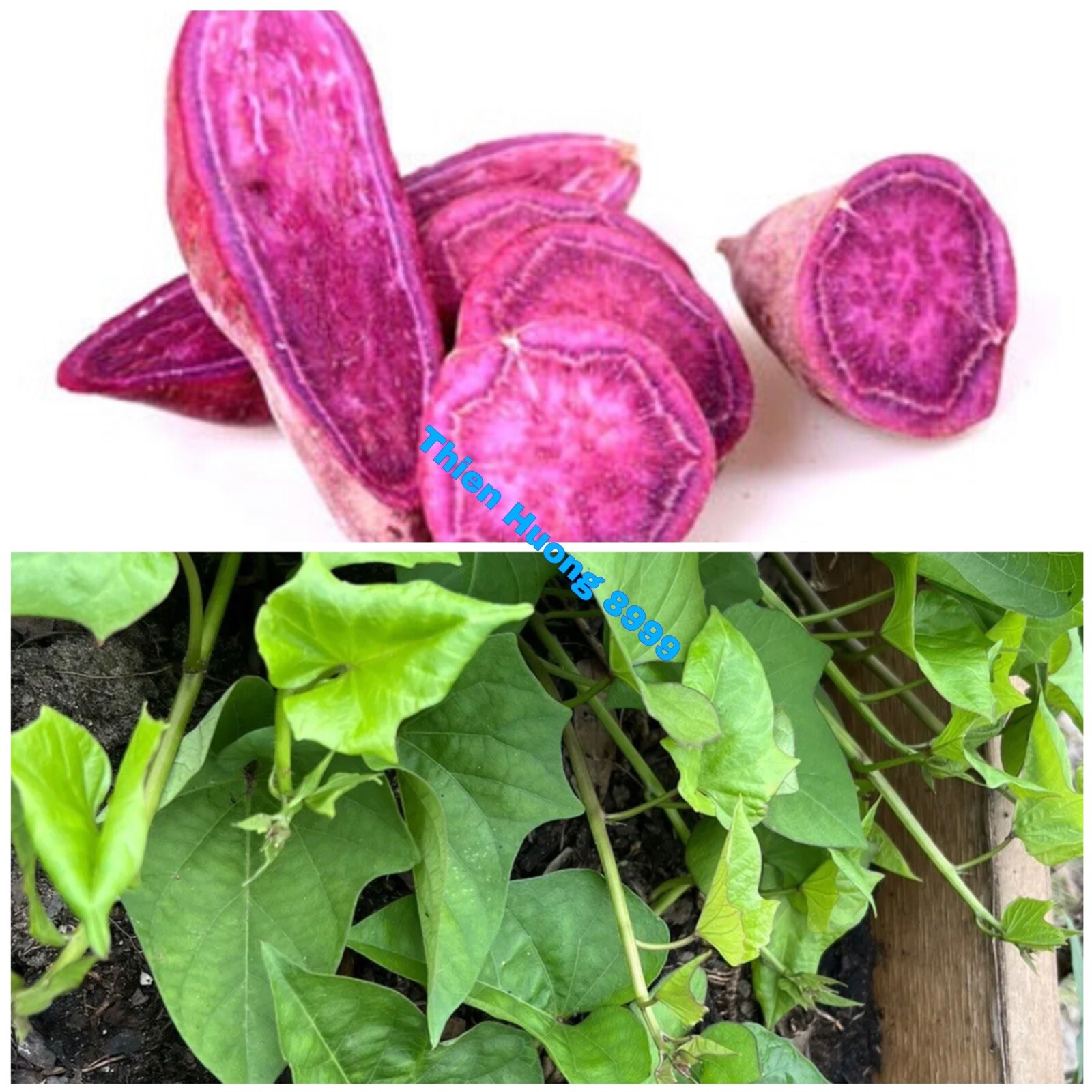 10 Purple Molokai Sweet Potato Slips/ Cuttings / Molokai Sweet Potato Slips