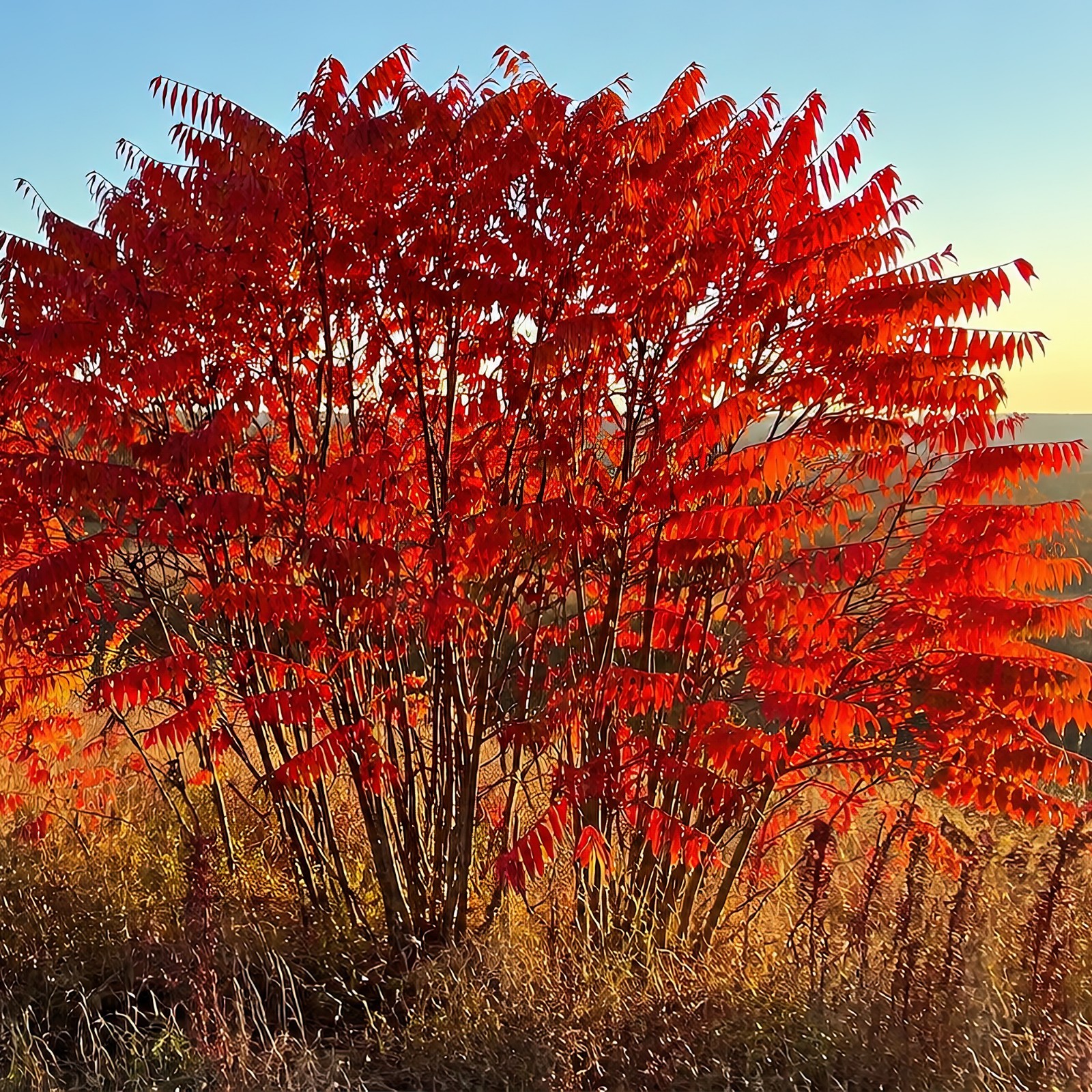 1500 Winged Sumac Tree Seeds (Rhus copallinum) Flameleaf Sumac – Zones 4-9 USA
