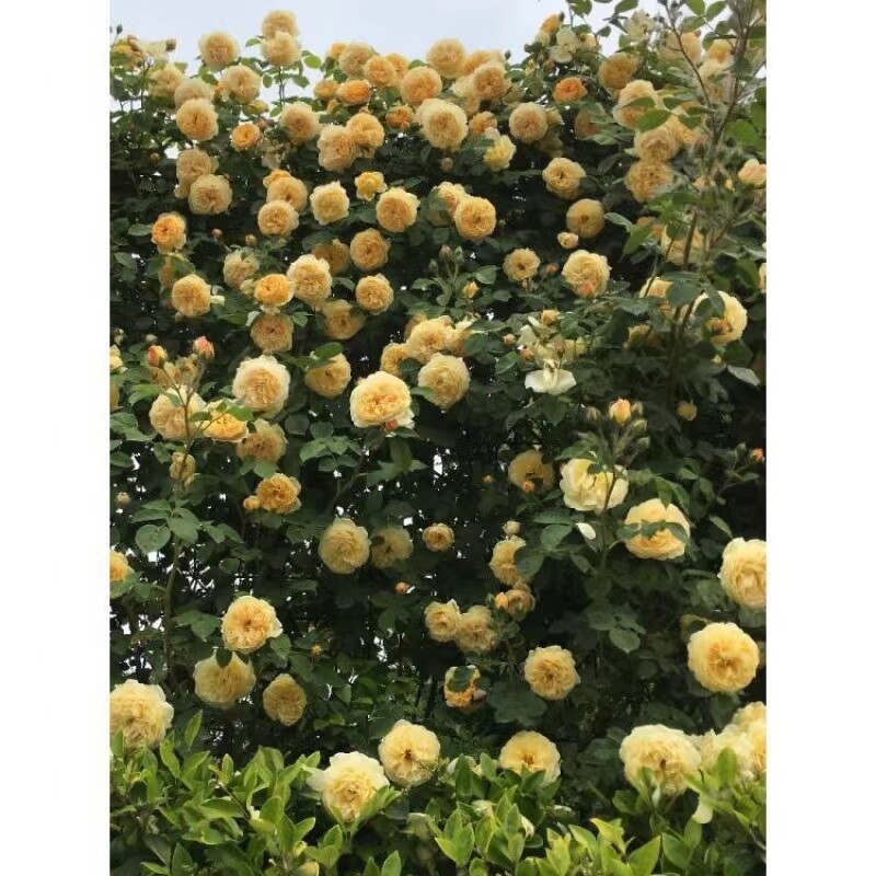 20 SEEDS for Light Yellow RARE CLIMBER climbing Rose flower exotic USA Seller