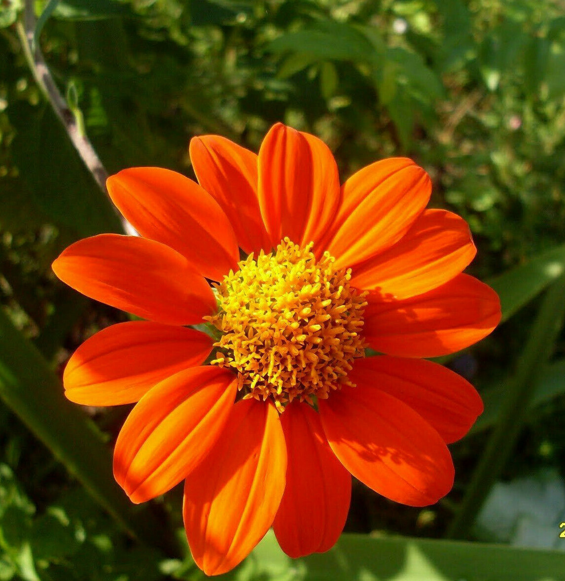 65+ Mexican Torch Orange Sunflower Seeds by my, Brooklyn Botanical Garden’sClub!