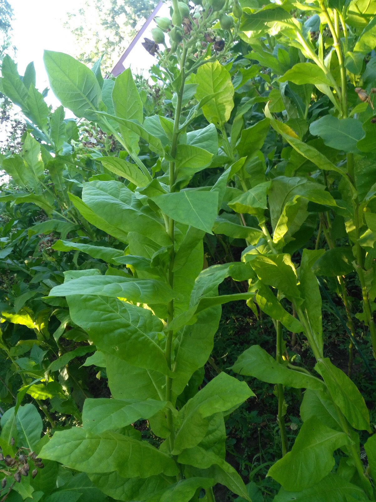 VERY RARE TRABZON TURKISH AROMATIC TOBACCO 1000 SEEDS INSTRUCTIONS INC 2022 CROP