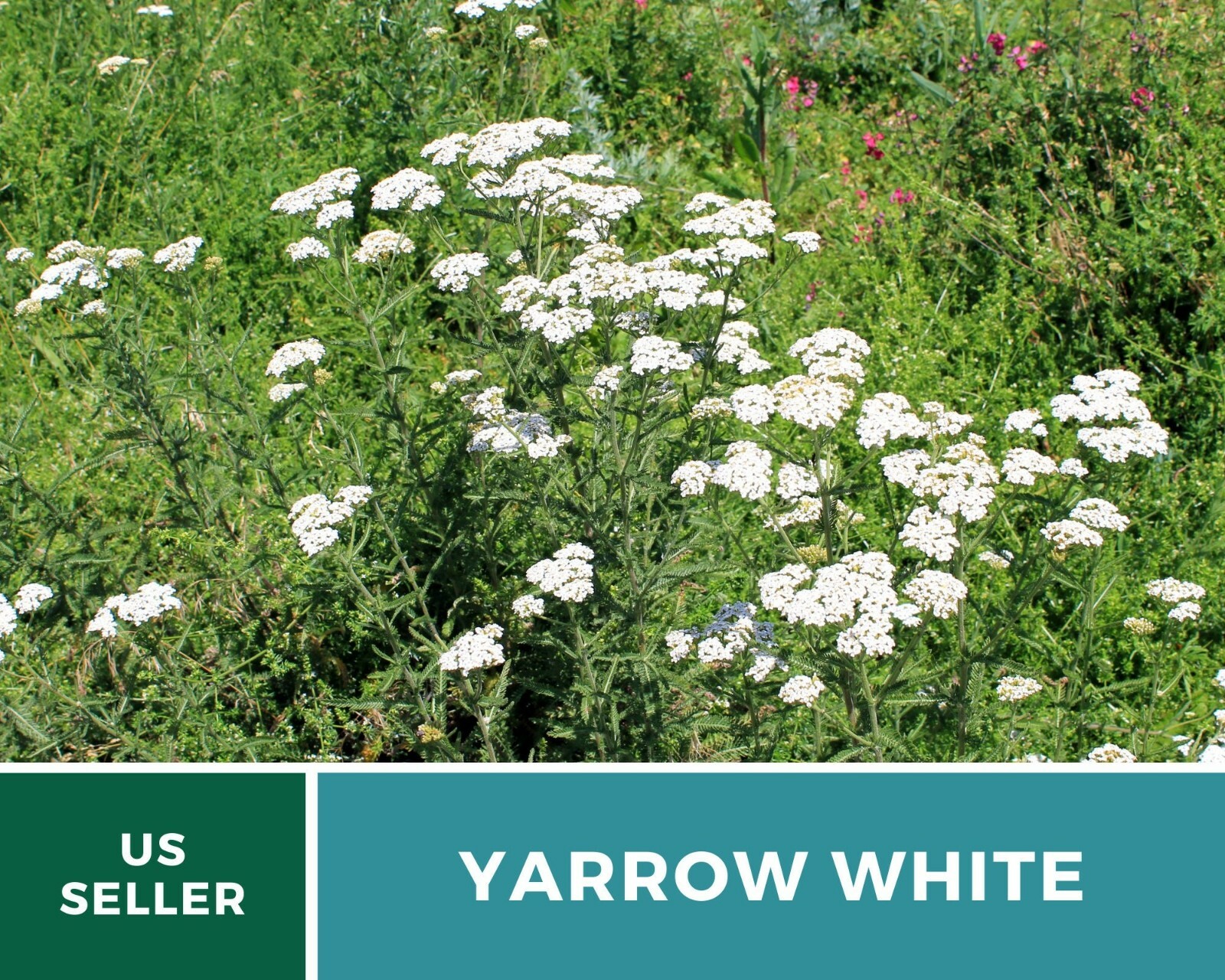 Yarrow, White – Heirloom Seeds – Medicinal Herb – Pollinator Friendly
