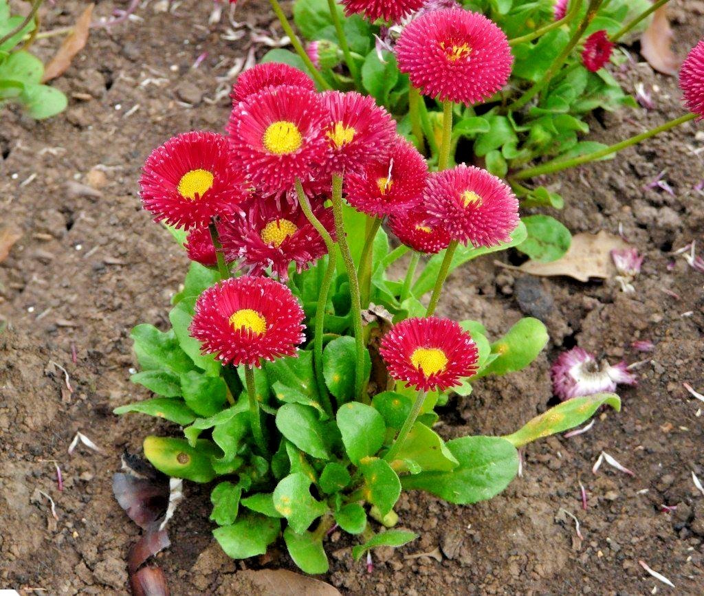 400+ENGLISH DAISY MIX Flower Seeds European Wildflower Early Blooms Groundcover
