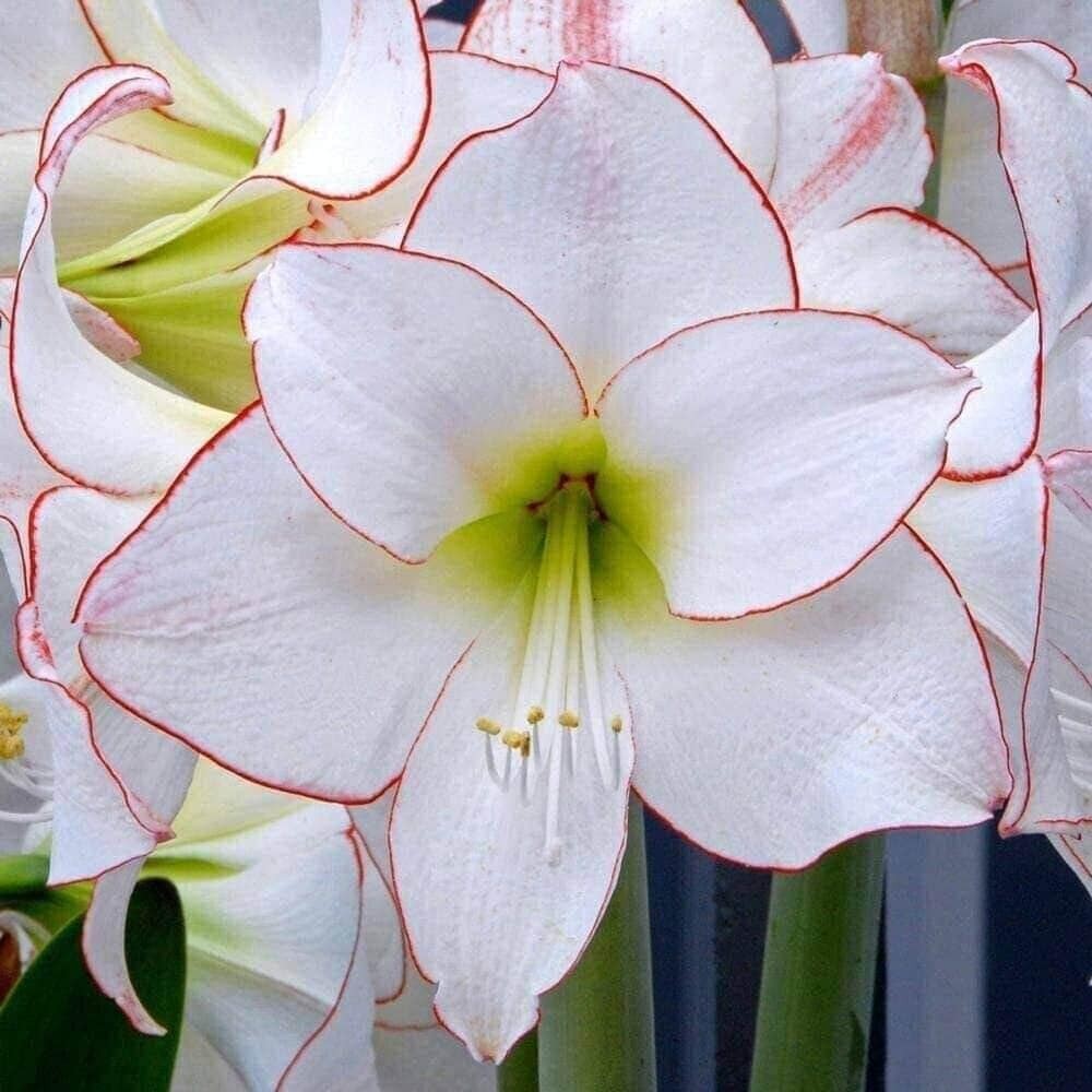 PICOTEE Jumbo Amaryllis 32/34 cm – US Seller