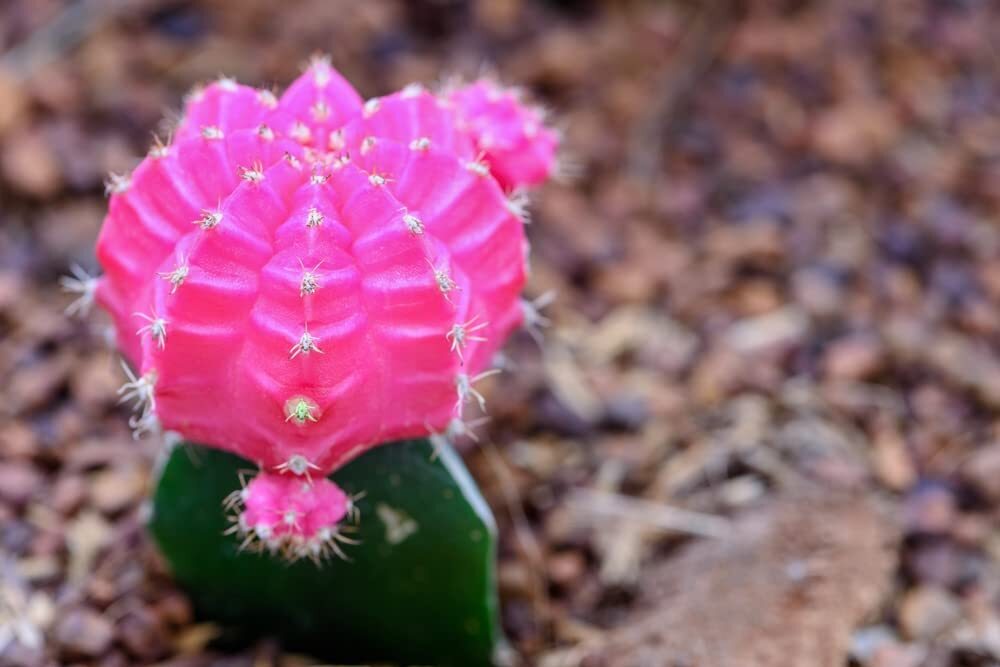50 Gymnocalycium Species Mix Cacti Seeds – Vibrant Colored Cacti – Ships from Io