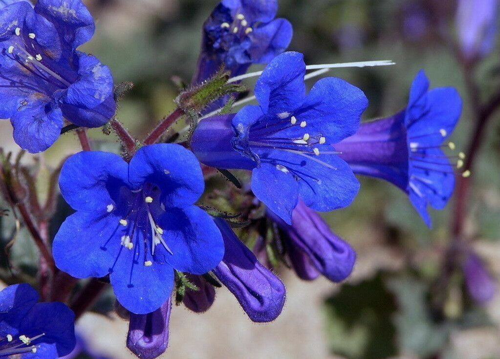 California Bluebell Desert Canterbury Flower Seeds Phacelia (500 to 5000 SEEDS)