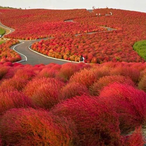 5000 Seeds Burning Bush Seeds – Kochia Trichophylla Burning Bush Flower Seeds