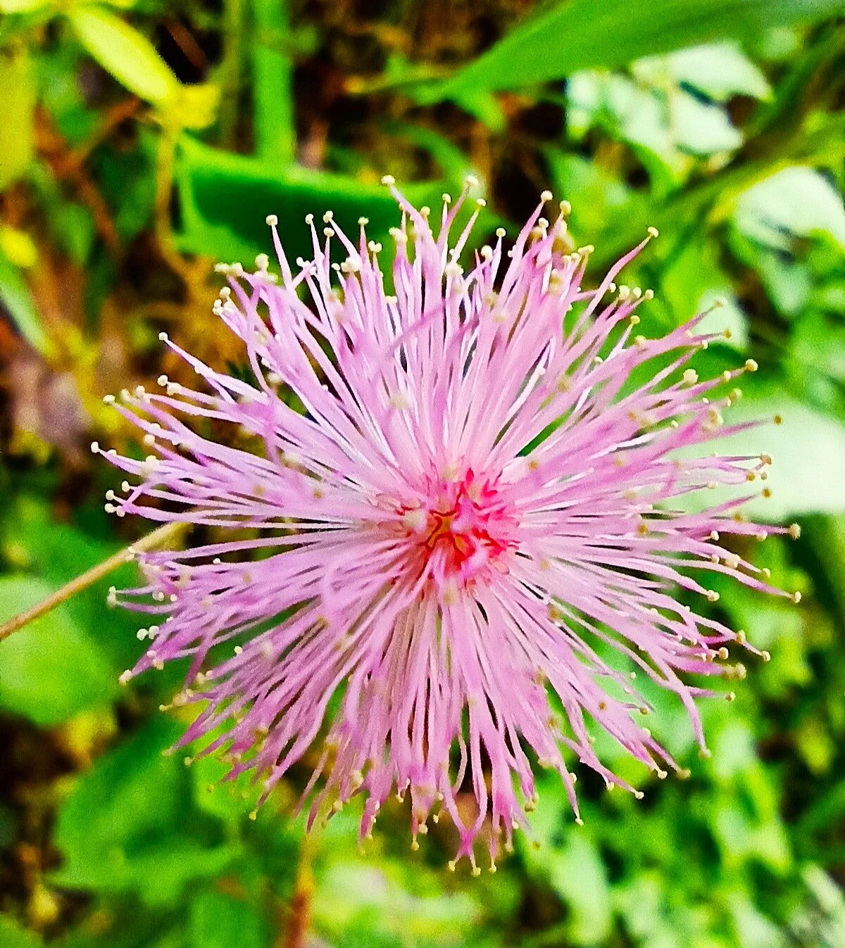 Sensitive Plant (Shameplant) Seeds – For 2025 Planting React To Touch