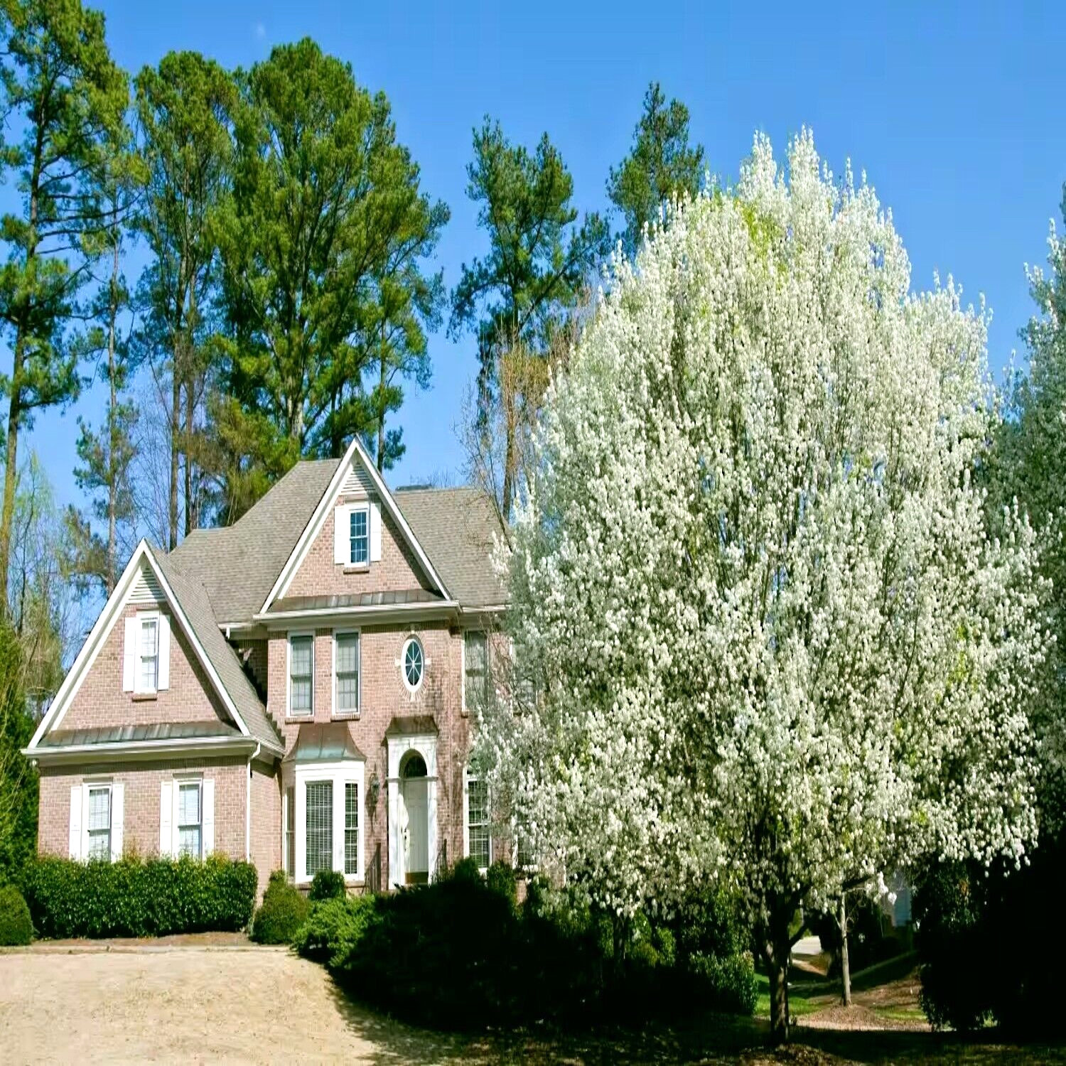 Bradford Pear Tree Seeds (Pyrus calleryana) “Callery” Fast Cold Hardy to Zone 4