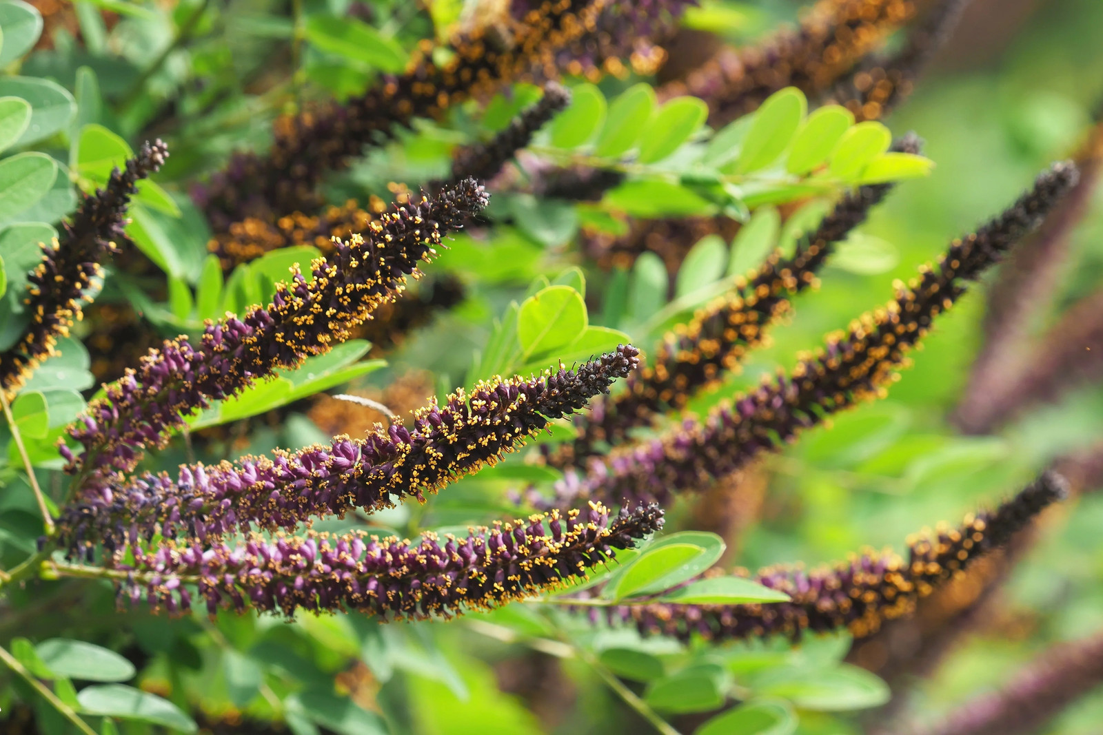 50 FRAGRANT FALSE INDIGO (Dwarf Wild Indigo) Amorpha Nana Flower Seeds