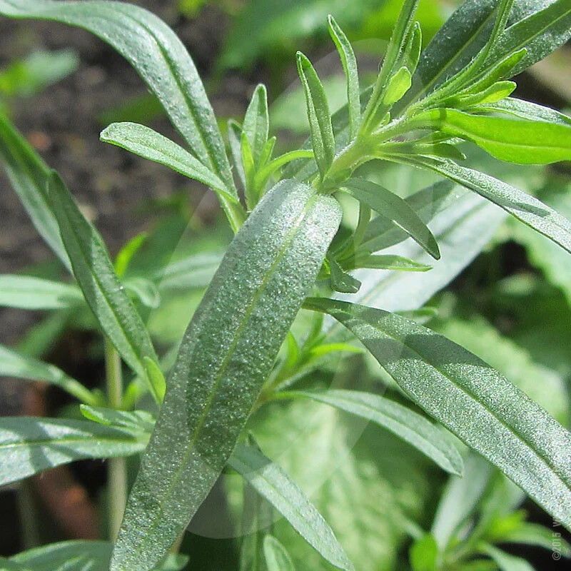 500+ SUMMER SAVORY SEEDS (Satureja hortensis)- Culinary & Medicinal Herb #45