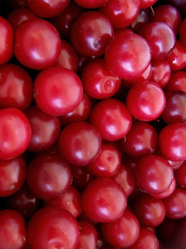 Cherry Plum Tree Seeds for Planting – Prunus cerasifera – Popular Tree/Bonsai