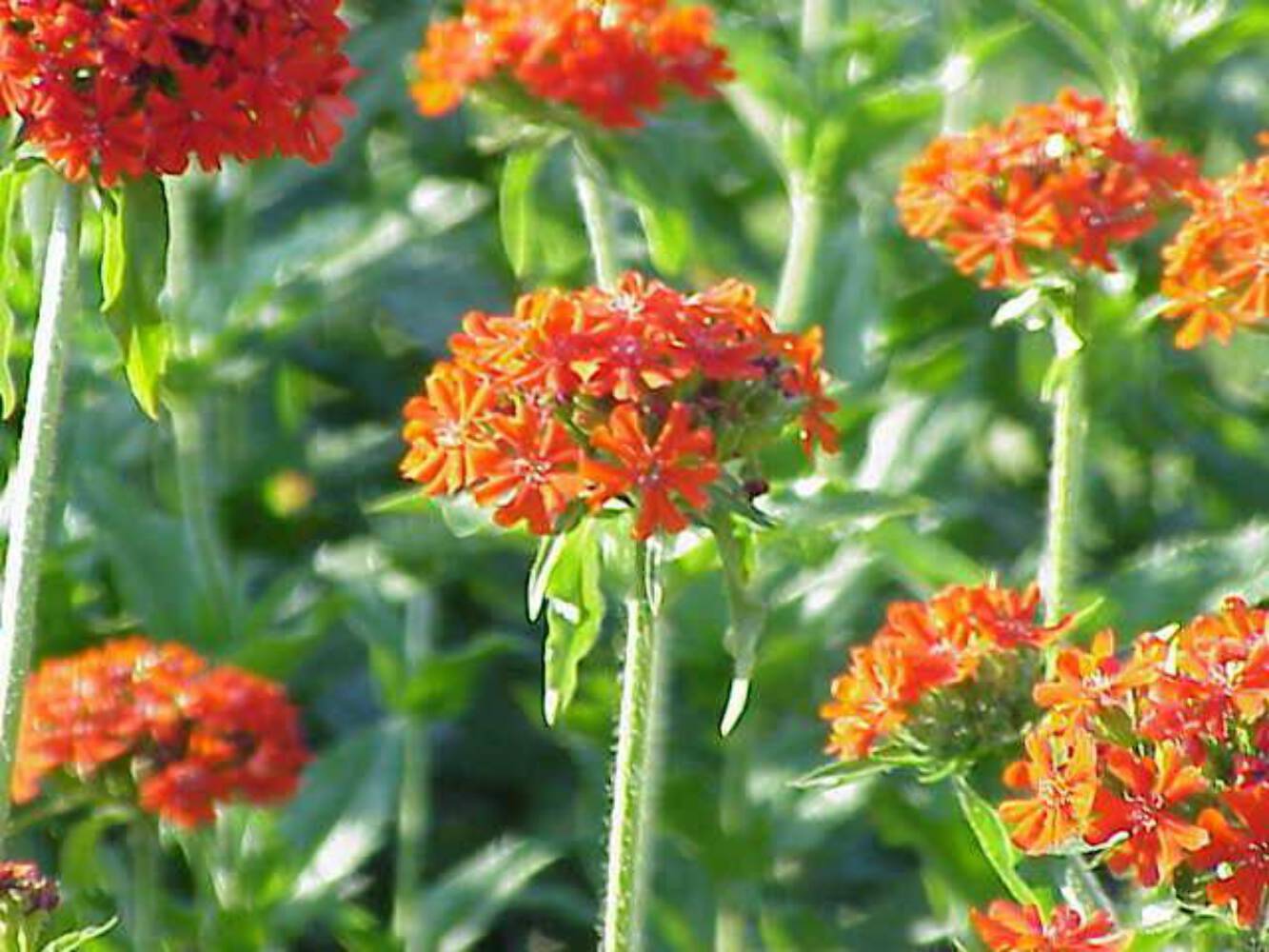 300 MALTESE CROSS (Jerusalem Cross / Campion) Lychnis Chalcedonica Flower Seeds