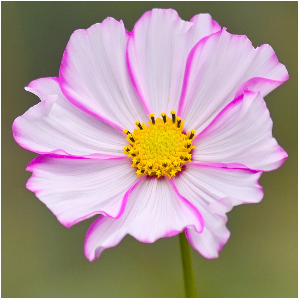 Seed Needs Crazy Cosmos Mix 10+ Varieties NO FILLER – 1/2 LB