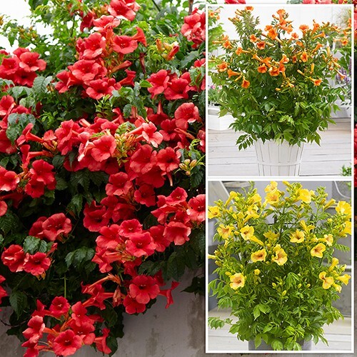 Hummingbird Trumpet Vine Mix – 25 Seeds Perennial – Hummingbirds Love It!