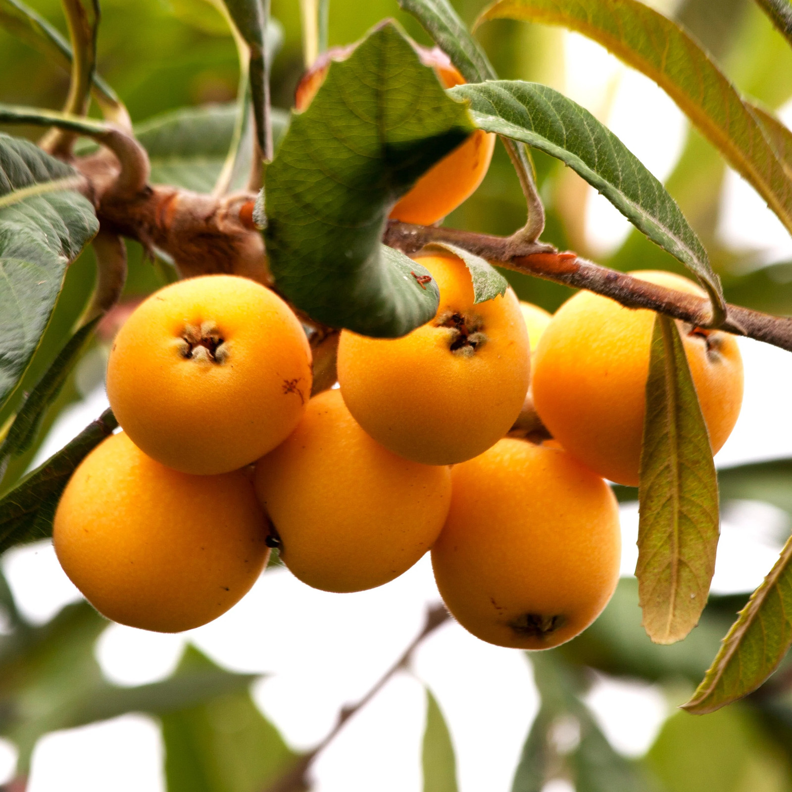Loquat Tree Seeds – For 2026 Planting Eriobotrya Japonica Chinese Pipa Japanese