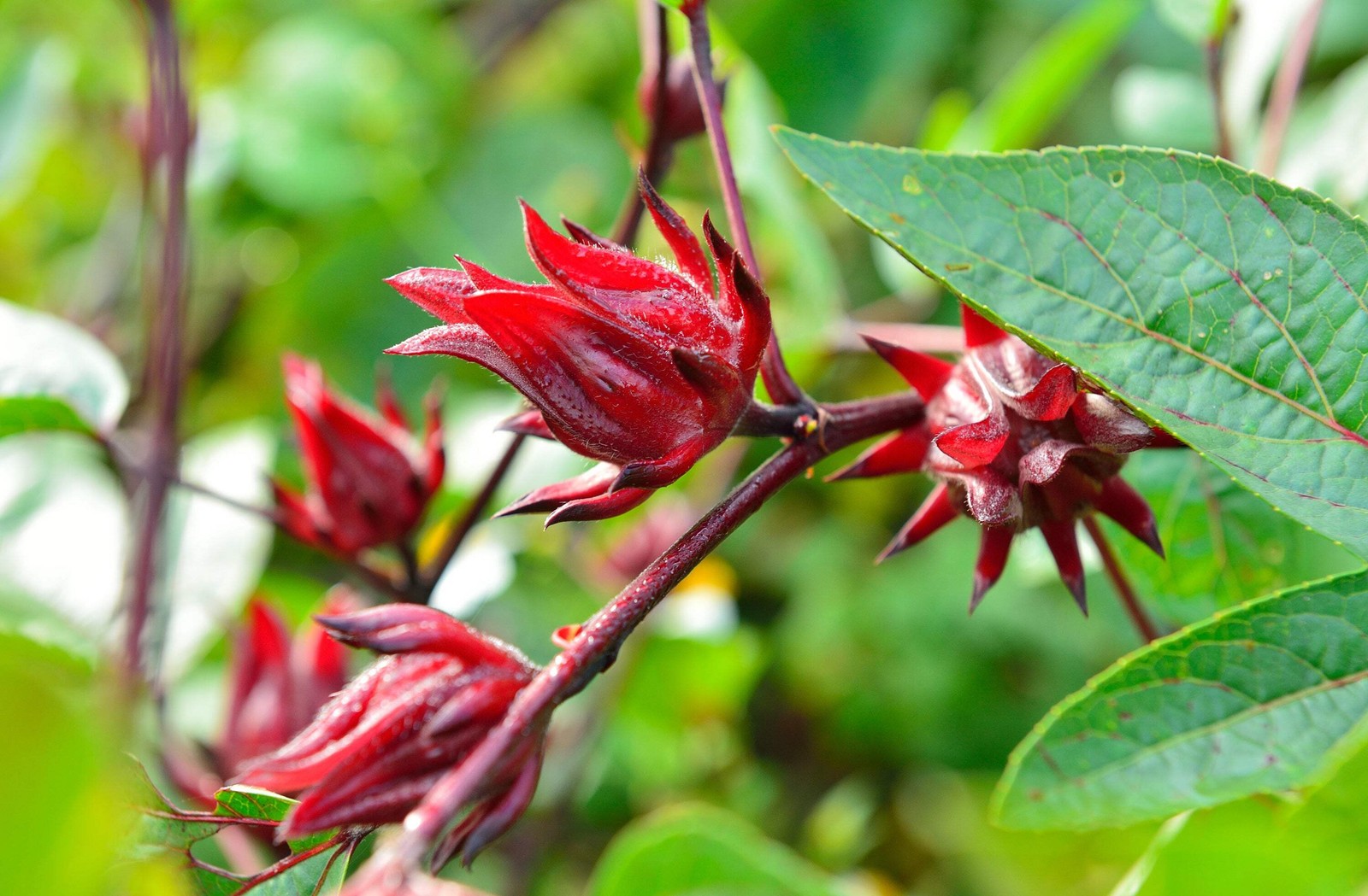 50 ROSELLE HIBISCUS Sabdariffa Rosella Fruit Flower Seeds *Flat S/H