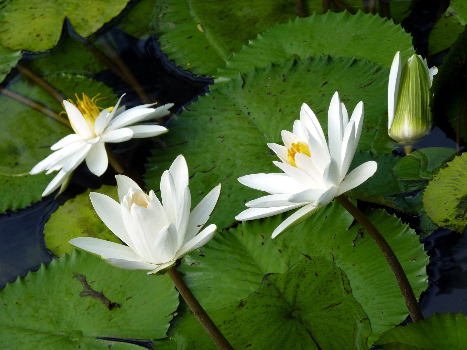 Nymphaea Pubescens White 15 Seeds, Hairy Water Garden Lily For Aquarium Ponds
