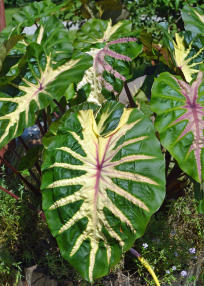 Waikiki Colocasia Live Plant – 6-10″ Tall – Colorful Elephant Ear for Containers