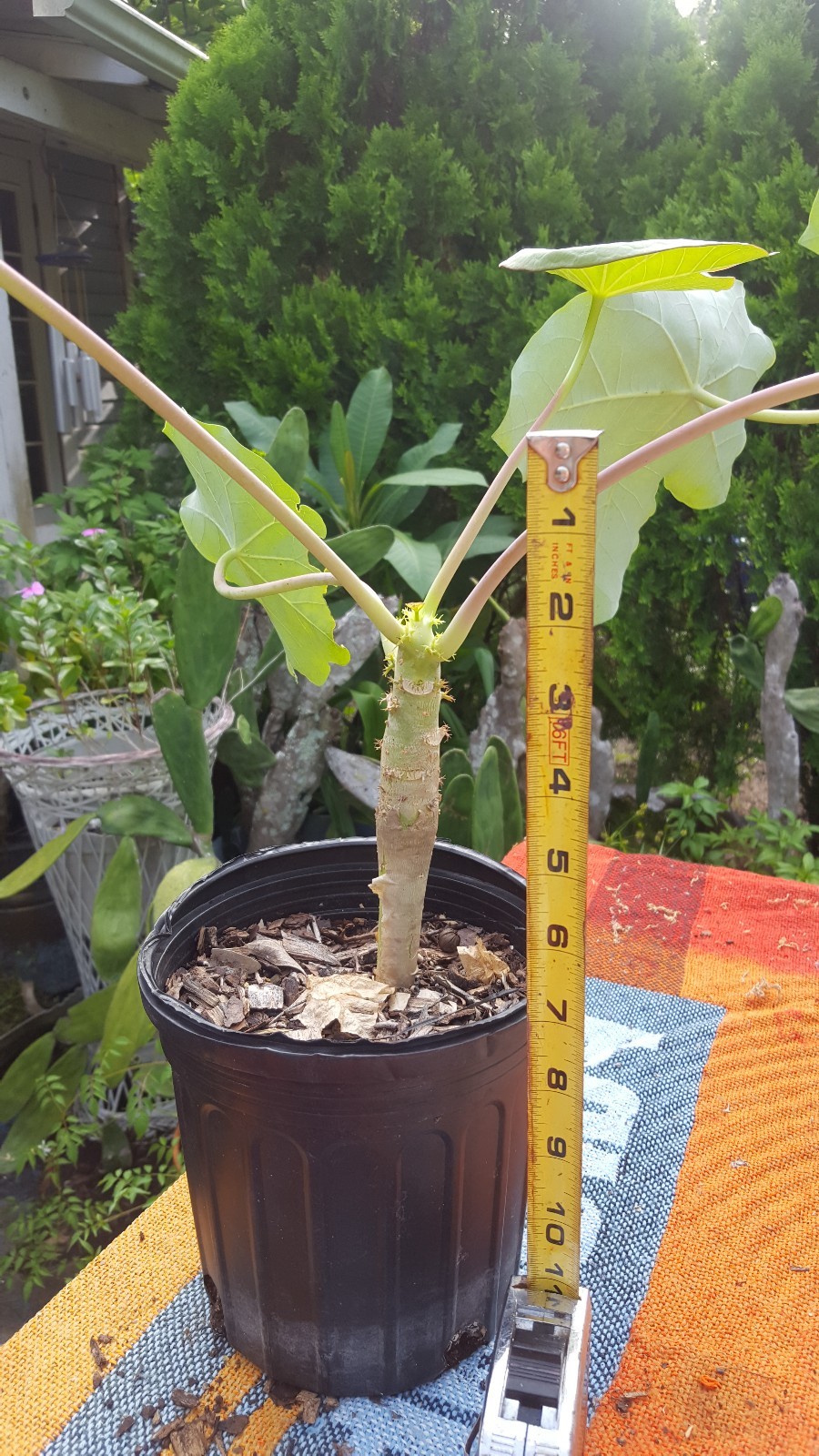 Plant or seeds! RARE! Buddha Belly Plant BONSAI FAT Caudex not desert rose wow