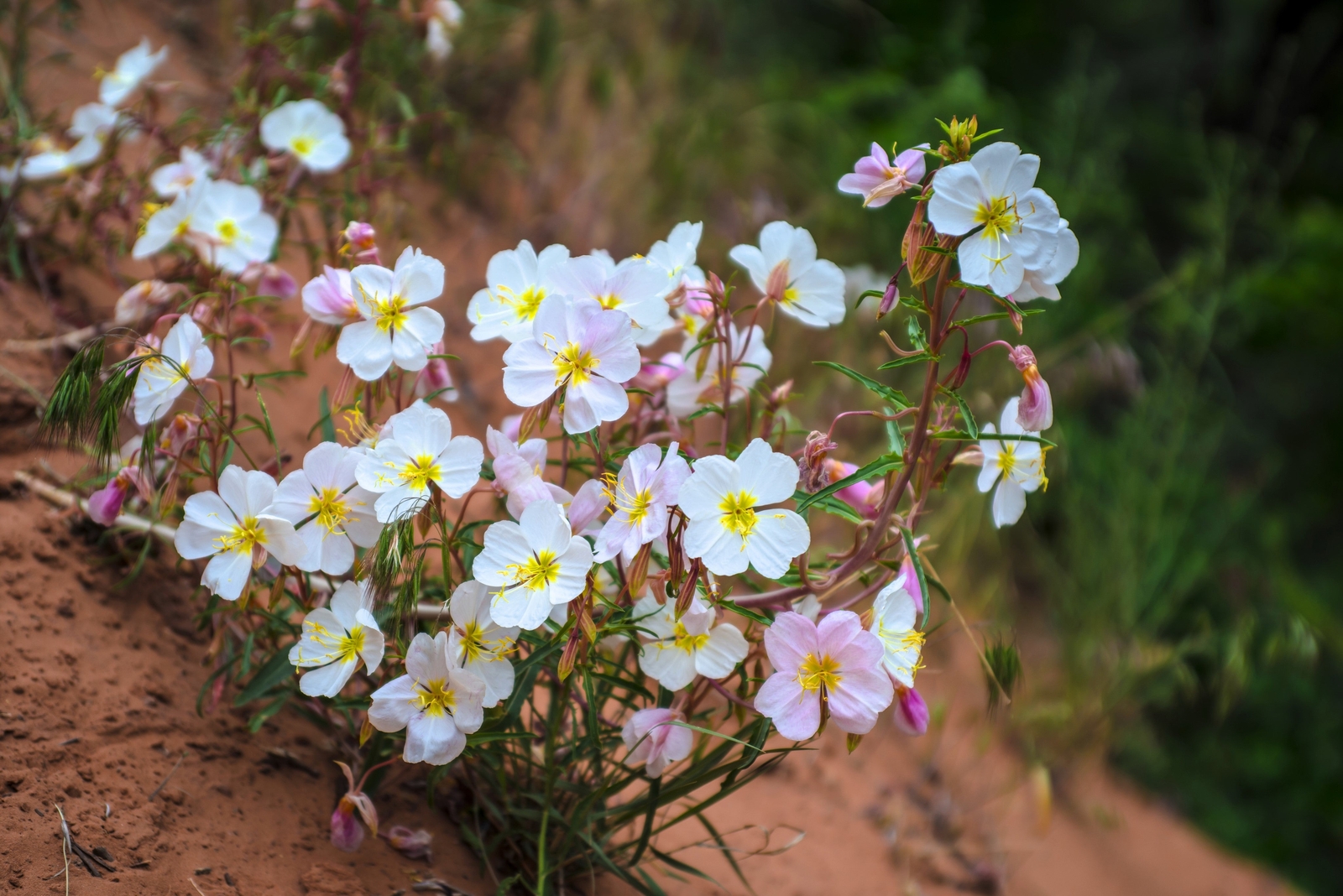 250 WHITE Pale EVENING PRIMROSE Buttercup Sundrops Oenothera Pallida Flower Seed
