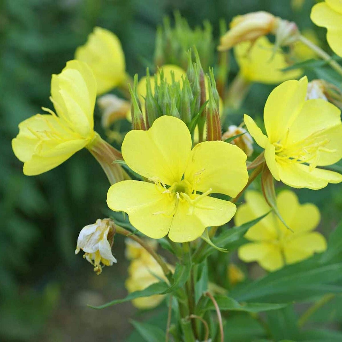 2000 Common Evening Primrose Wildflower Seeds – Everwilde Farms Mylar Packet