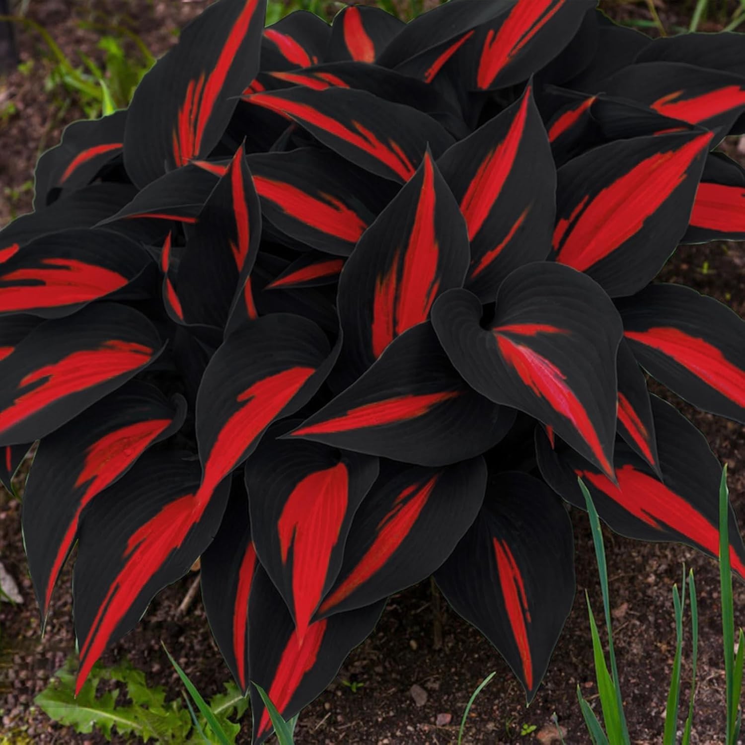 200 Hosta Seeds – Non-GMO Black Red Hostas Plants Seeds for Planting Perennial