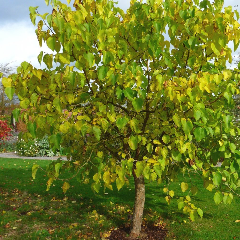 Black Mulberry, Morus nigra, Tree Seeds (Hardy, Edible)