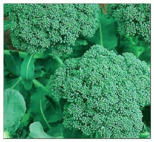 SCARBOROUGH SEEDS Broccoli, Waltham 29, 500 Seeds Heirloom Non-GMO
