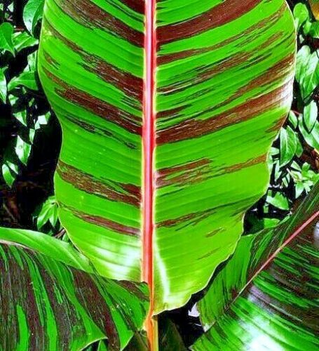 10 Red Tiger Darjeeling Banana Plant Tree Seeds (Musa sikkimensis) Hardy-Zone 5