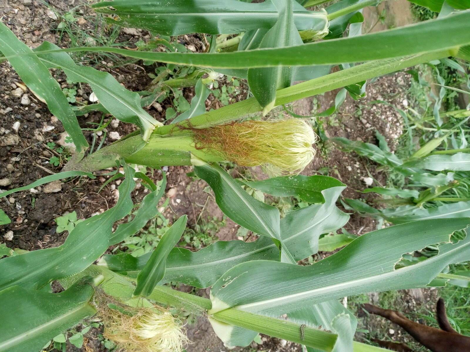 Bi-Licious Sweet Corn Hybrid Vegatable