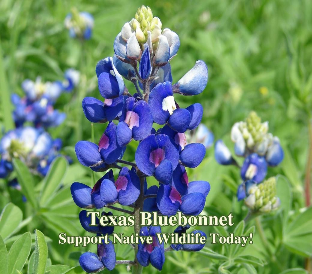 Texas Bluebonnet Seeds Texas Native Seeds Lupinus Texensis Pollinator Seed For P
